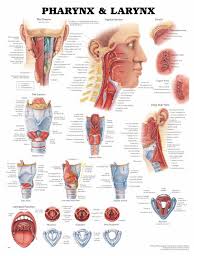 The Spinal Nerves 3d Raised Relief Chart Spinal Nerves 3d