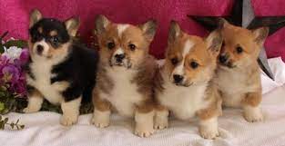 We did not find results for: Welsh Corgi Puppies For Sale Colorado Springs Co 193422
