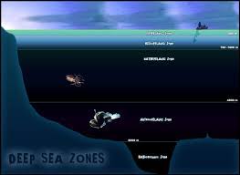 Dec 23, 2020 · as of now, the laws governing deep sea mining are woefully outdated. Deep Sea Biome Untamed Science