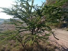 Image result for Acacia schweinfurthii