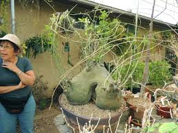 Image result for Adenia glauca