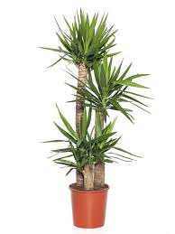 Image result for yucca gigantea en casa