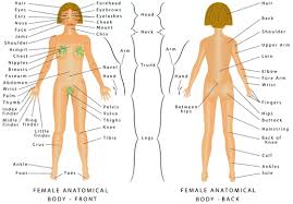 This phase starts on the first day of your period. Regions Of Female Body Female Body Front And Back Female Human Body Parts Human Anatomy Chart The Anatomical Names And Corresponding Common Names Are Indicated For Specific Body Regions Stock