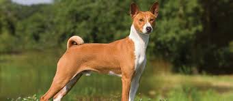 Because no matter the size or age of your dog. What Are The Best Hypoallergenic Dogs For People With Allergies Petfinder