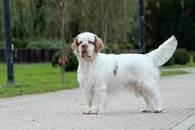 There is a debate as to the origins of the clumber spaniel with both france and england laying claim to the dog. Home Kennel Clumbus
