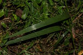 Image result for Bromus leptoclados