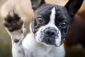 One dog was named ulla. 74 Celebrity Dog Names