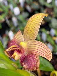 Image result for Bulbophyllum X chikukwa