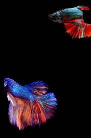 Pin On Home Diy In 2021 Live Fish Wallpaper Fish Wallpaper Betta Fish