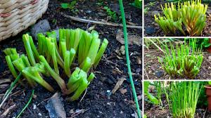Hang the bunches up to dry, leaves downward, wrapped loosely in muslin or thin paper bags to keep out dust and to catch falling leaves or seeds. How To Harvest Chives Cut And Come Again Youtube