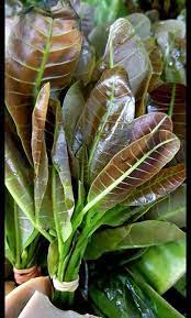 Yaps, bagi sebagian orang, ramuan tradisional dari daun sirsak sudah tak asing lagi. Kelate Kitchen Pucuk Tere Pucuk Gajus Muda Secara Facebook