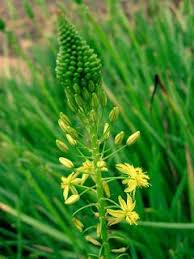 We did not find results for: Fabulous Farm Living Healing Bulbinella Garden Ideas South Africa South African Garden African Plants