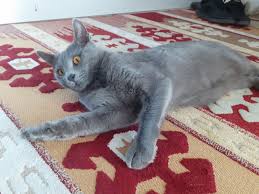 Russian Blue Kategorisi Kedi Satis