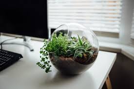 Top 10 Best Stunning Backgrounds Wallpapers How To Make Terrariums Desk Plants Terrarium Diy