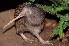 Kiwi next to bush