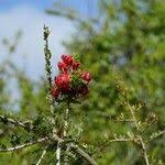 Image result for Schotia afra