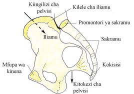 Aina za busu zinazo tia hamu ya kushiriki tendo la ndoa. 6 Maumbile Ya Pelvisi Ya Mwanamke Na Fuvu La Fetasi View As Single Page