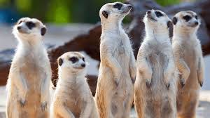 Pr blogger 10 kostenlose hintergrunde fur das nachste zoom meeting. Ms Teams Hintergrunde Lustig