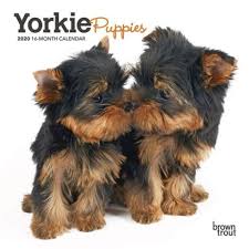 Black And Brown Yorkie Puppy Yorkie Puppies 2020 Mini Calendar Adorable And Already Bold Yorkshire Terrier Puppies Are Bundles Of E Yorkie Puppy Yorkshire Terrier Puppies Terrier Puppies