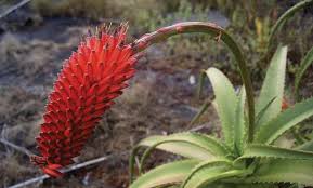 Image result for Aloe mossurilensis