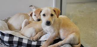 The shelter's animal control division visited upon complaints that a bird and dog in the woman's photos seemed sick. 3 Shady Things Pet Stores Don T Want You To Know Aspca