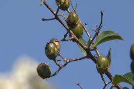 Crepe myrtle from a seed nov update. Crape Myrtle Seed Pods