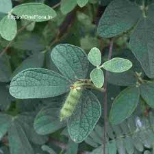 Image result for Cajanus