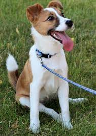 Sheltie Jack Russell Mix Puppy Baby Dogs Australian Cattle Dog Mix Cattle Dogs Mix