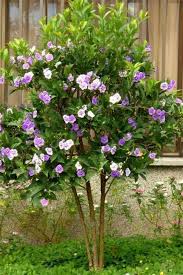 Image result for Brunfelsia