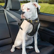 If your dog regularly travels out in the open in a truck, restraint is even more important. Dog Car Harness Impact Car Safety Harness