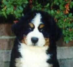 They strive for human affection and are extremely gentle with bernese mountain dogs are one of the four swiss mountain dog varieties and the only one that has a long, silky coat. Sunshine Bernese Bernese Mountain Dogs