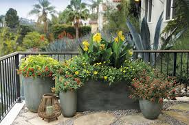 See more ideas about burpee seeds, seeds, plants. Vermillionaire Large Firecracker Plant Cuphea Hybrid Proven Winners