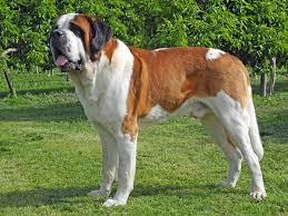 Saint Bernard Elityavru Com