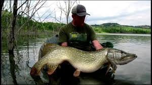 Самая большая в мире пойманная рыба  щука 29, 600 (1)