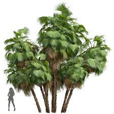 Image result for Acoelorrhaphe