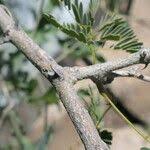 Image result for Acacia erubescens