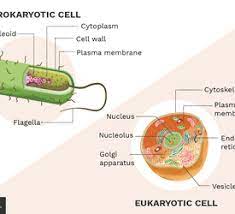 Plant and animal cells are similar in that both are eukaryotic cells. Animal Cells And The Membrane Bound Nucleus