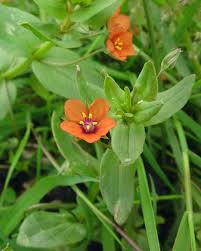 Image result for Lysimachia arvensis