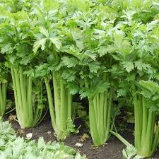 Celery