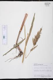 Image result for Echinochloa crus-pavonis