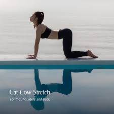 Cat cow pose, bitilasana marjaryasana, chakravakasana, cat and cow. Facebook