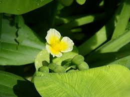 Image result for Limnocharitaceae