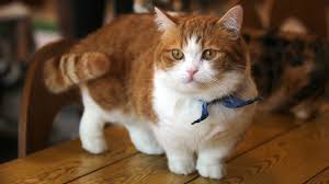 Ras dari kucing ini masih bisa kita katakan. Lucunya Kucing Berkaki Pendek Kucing Munchkin Youtube