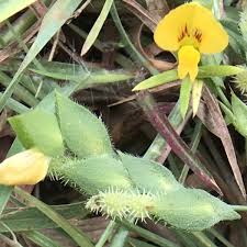 Image result for Zornia