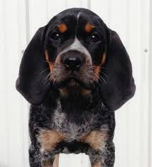 Black And Tan Beaglier Bluetick Puppy Pet Dogs Puppies Hound Dog Bluetick Coonhound