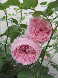 David Austin Rose Spirit Of Freedom Not Only Is It Gorgeous But Smells Heavenly Too David Austin Roses Austin Rose Beautiful Flowers