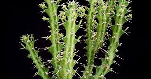 Image result for Euphorbia griseola