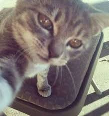 Pin By Pat On Meme Laughing Dog Funny Cat Pictures Cat Selfie