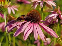 Image result for Echinacea purpurea `Magnus`