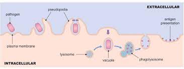 Phagocytes Bioninja